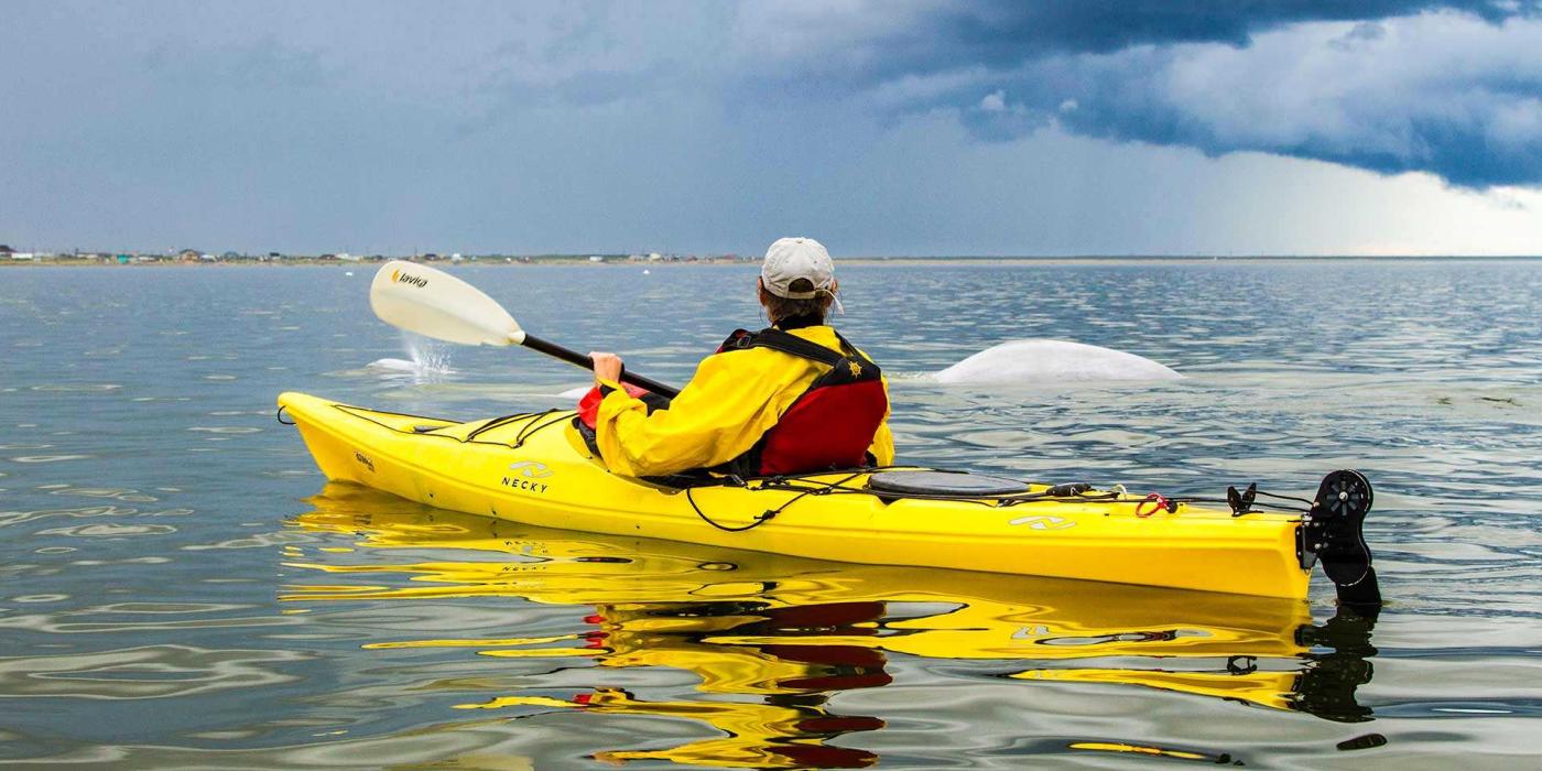 Peron in a yellow kayak paddling with the beluga whales in Churchill
