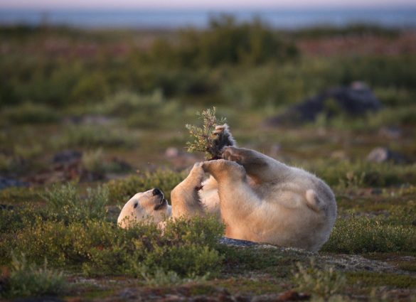 Polar bear playing its back on the green tundra.